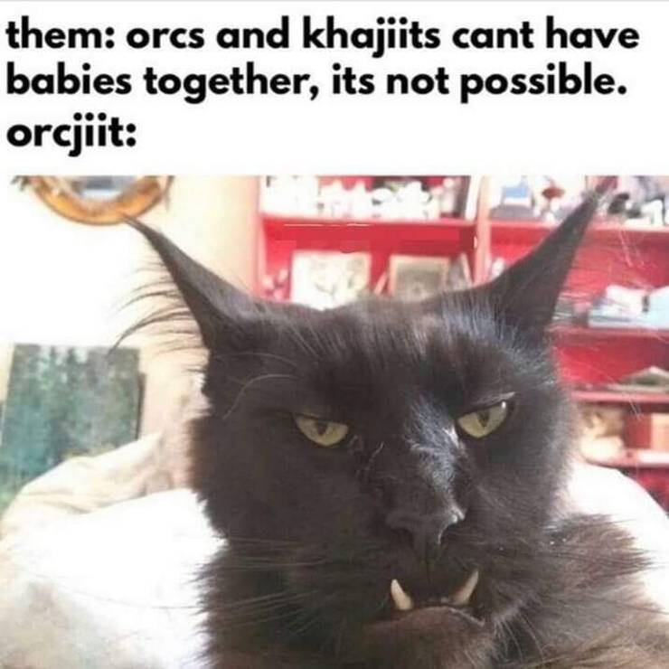 Elder Scrolls 10 Khajiit Memes That Are Hilarious If You Have Coin