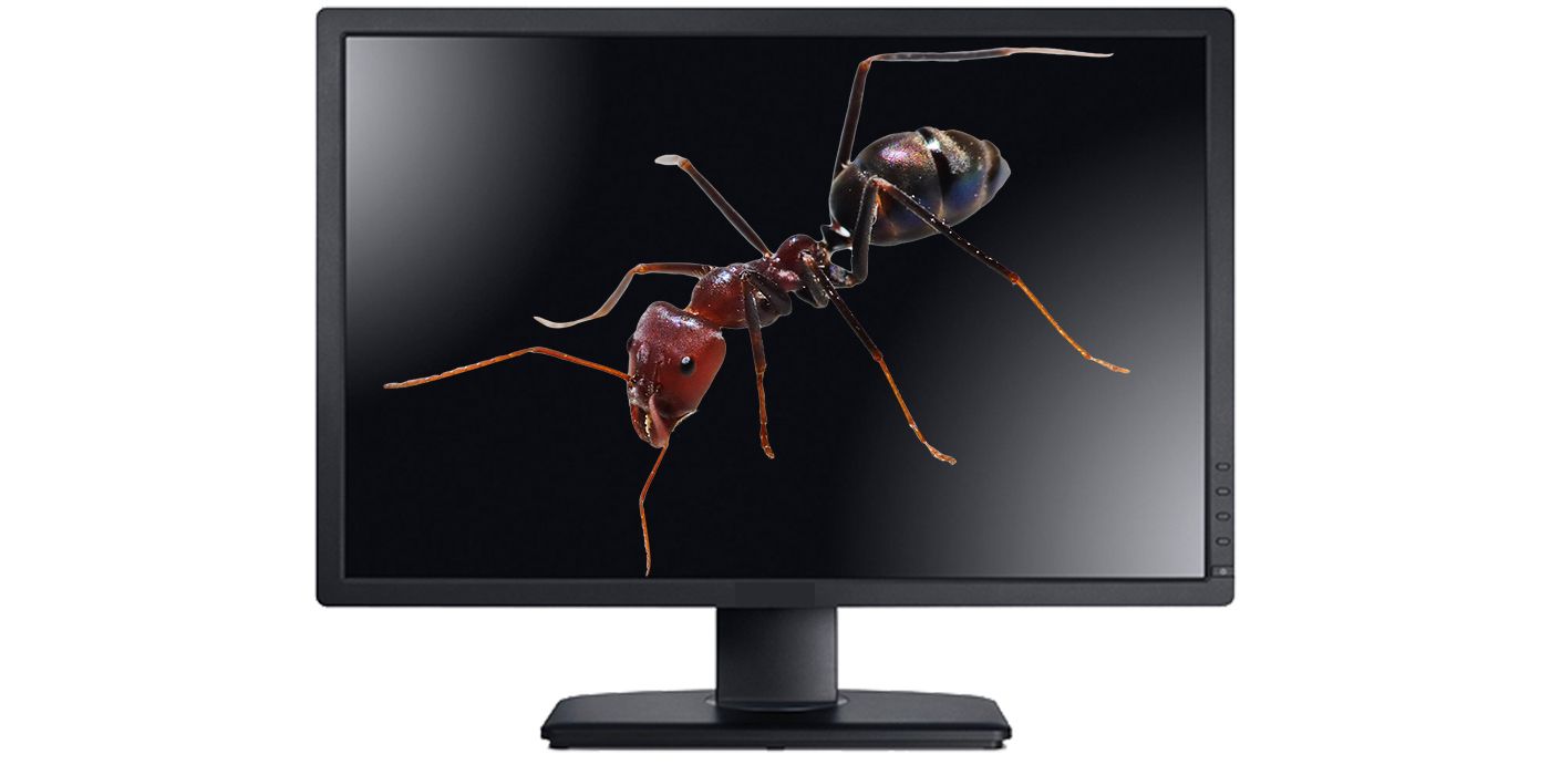 Gamer Gets Ant Stuck in Monitor Game Rant